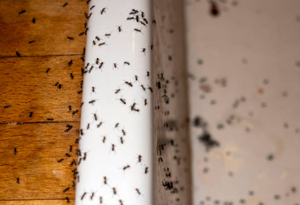 Best Best Pest Control Companies  in Six Mile Run, NJ